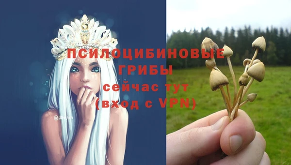 прущие грибы Березники