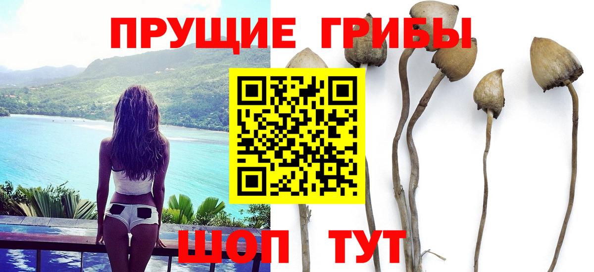 Псилоцибиновые грибы GOLDEN TEACHER Благодарный